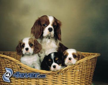 Cavalier King Charles Spaniel, dogs in basket