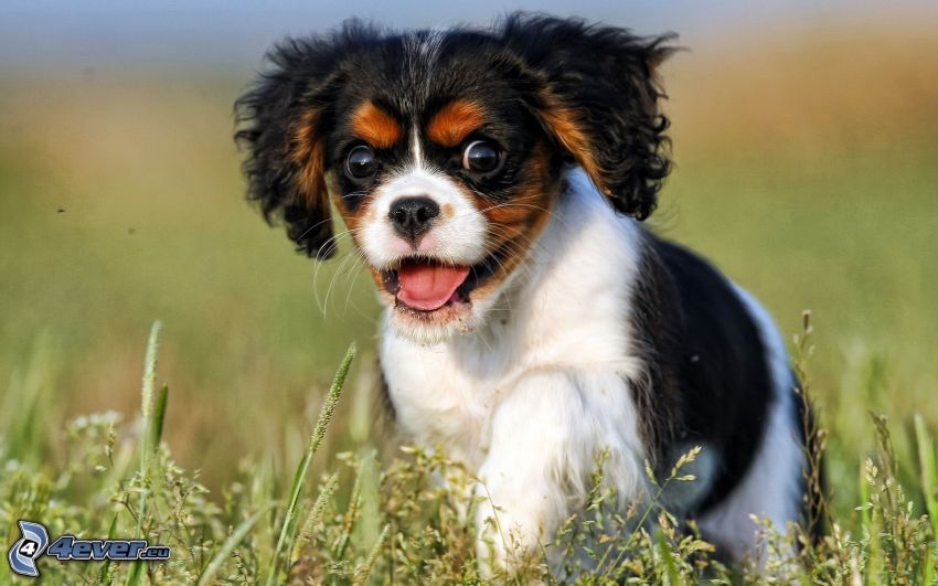 Cavalier King Charles Spaniel, puppy