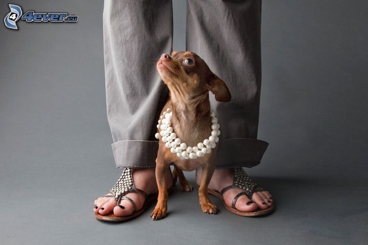Chihuahua, beads, legs