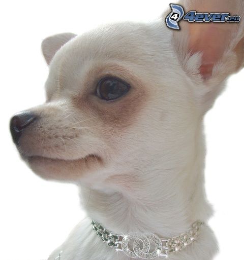 Chihuahua, necklace