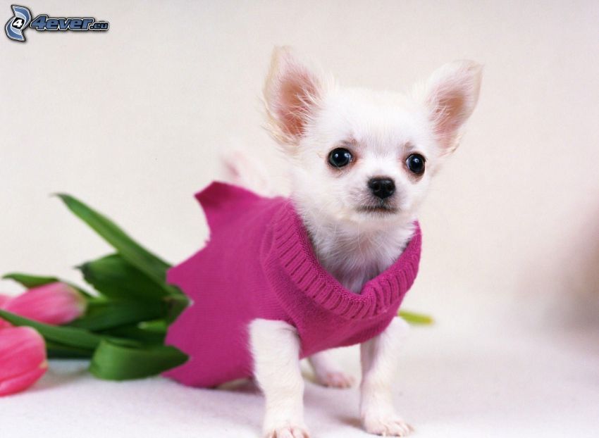 Chihuahua, sweater, pink tulips