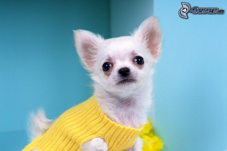 Chihuahua, sweater