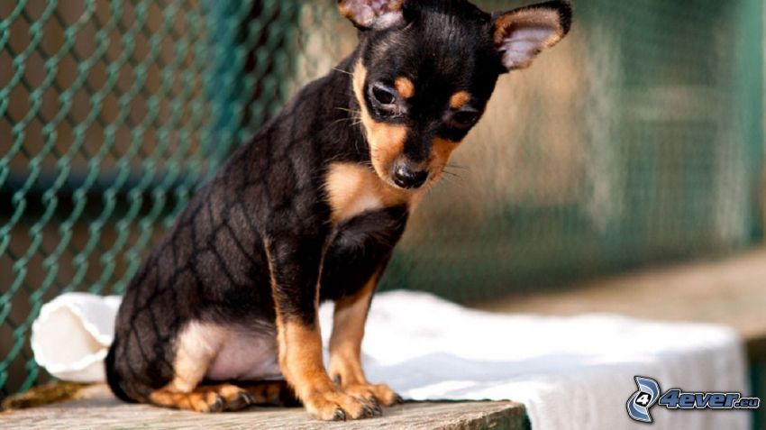 Chihuahua, wire fence