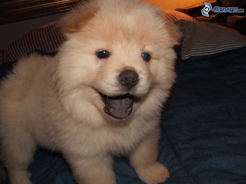 Chow Chow, bed