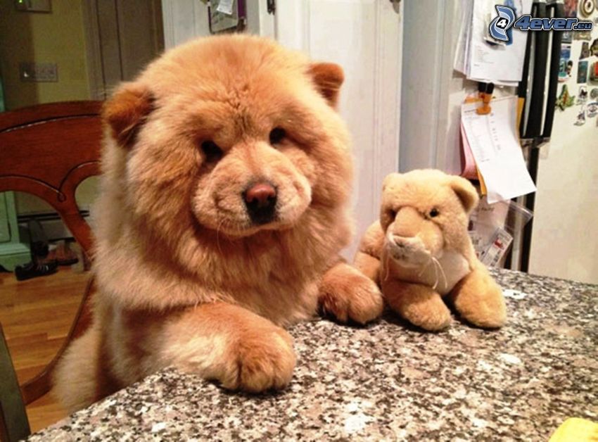 Chow Chow, cuddly toy, table