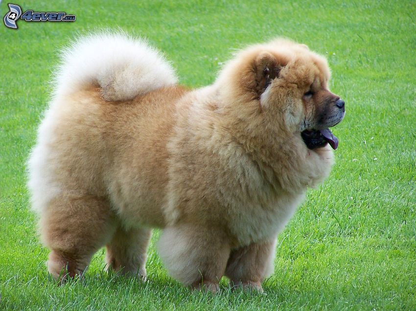 Chow Chow, lawn