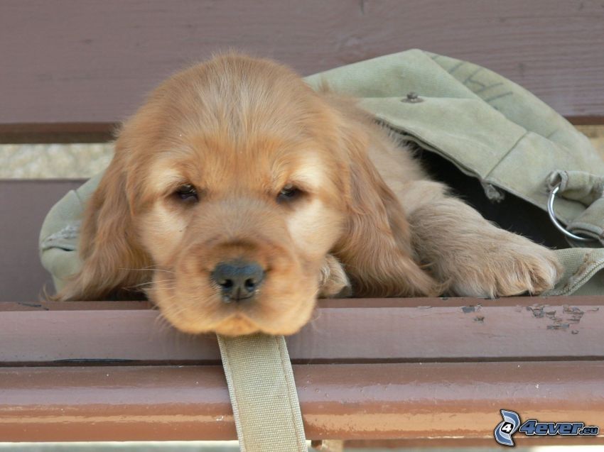 cocker spaniel puppy, bench