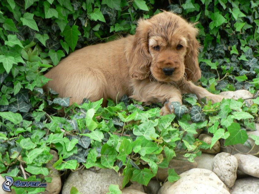 cocker spaniel puppy, ivy, rocks