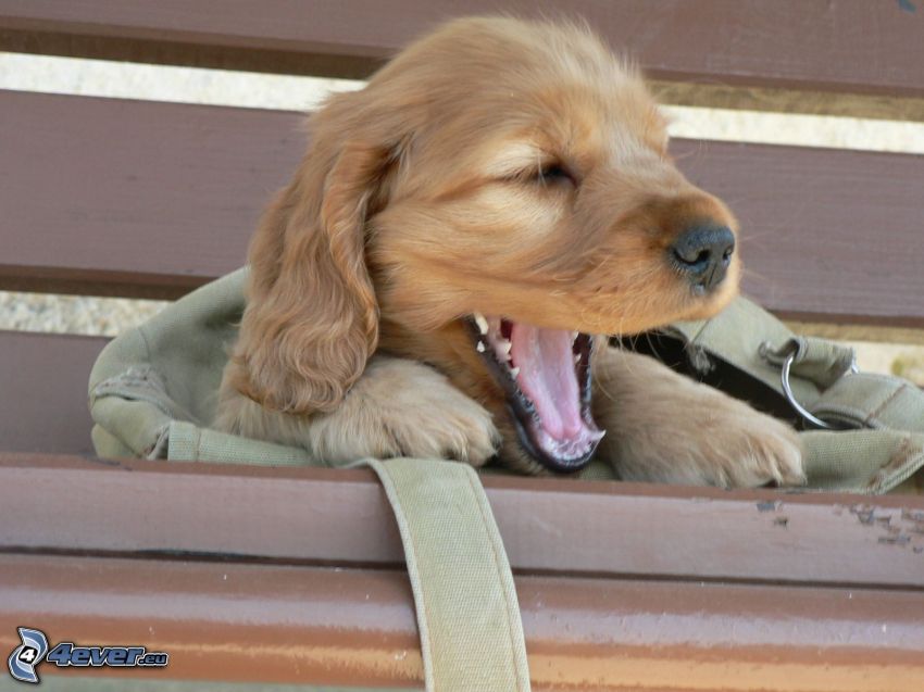 cocker spaniel puppy, yawn, fatigue