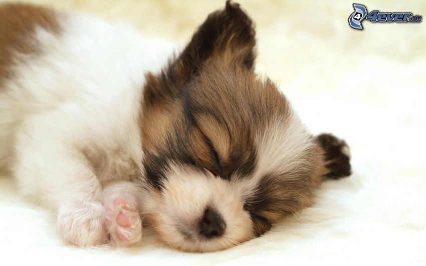 continental spaniel, sleeping puppy