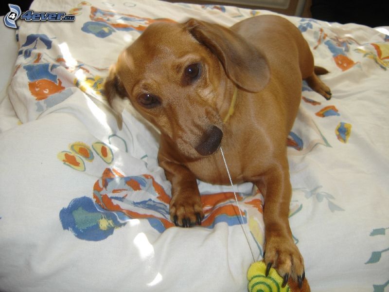 dachshund, dog on the bed, playful puppy