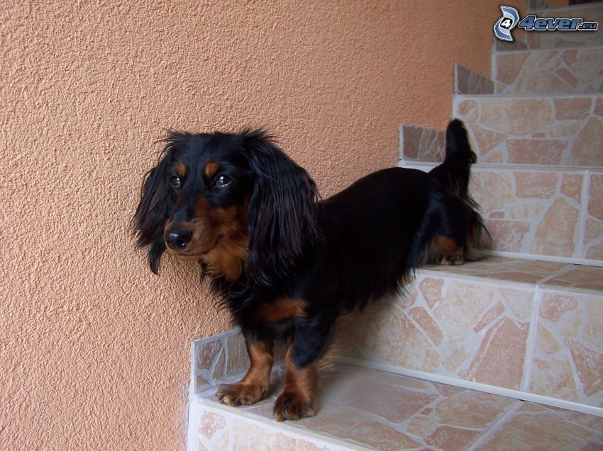 dachshund, dog on the stairs