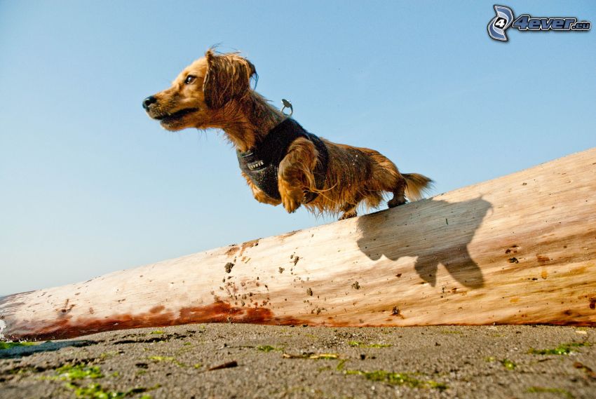 dachshund, jump, branch