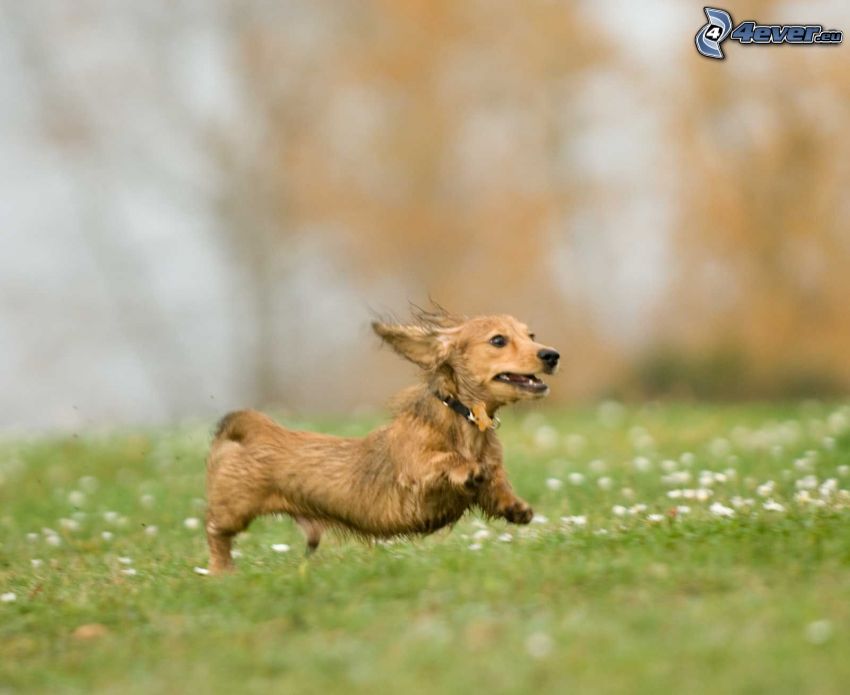 dachshund, meadow, grass
