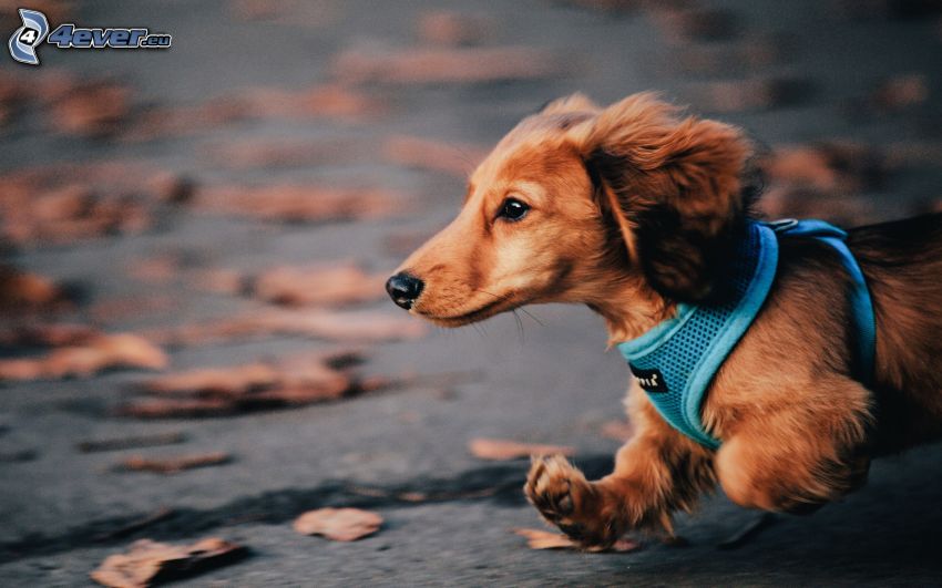 dachshund, running
