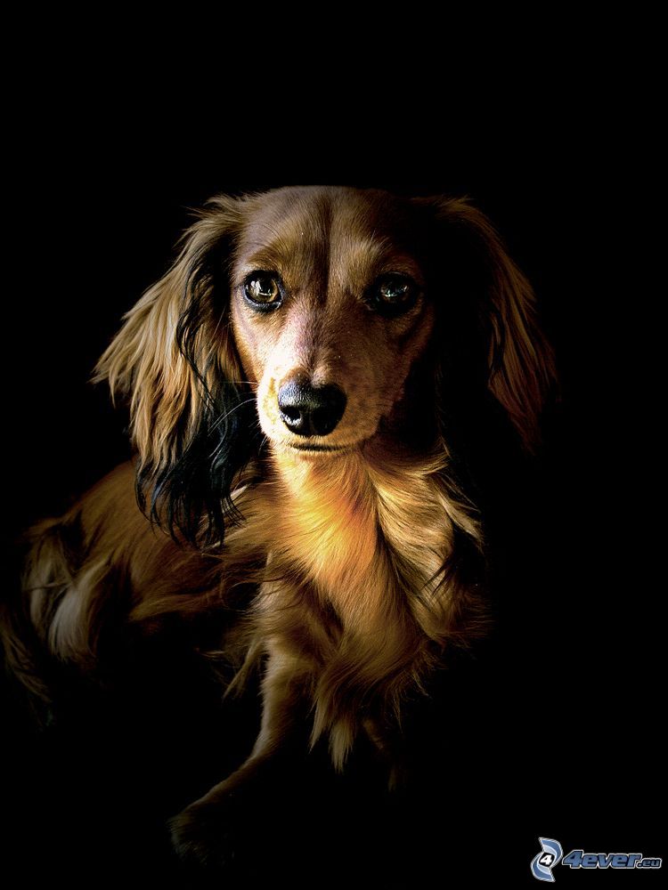 dachshund