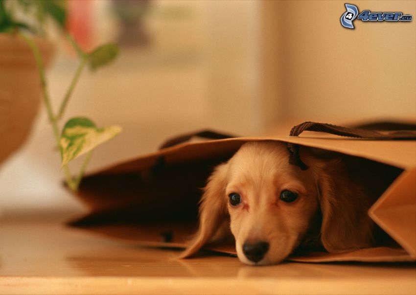 dachshund in a bag, puppy in a bag