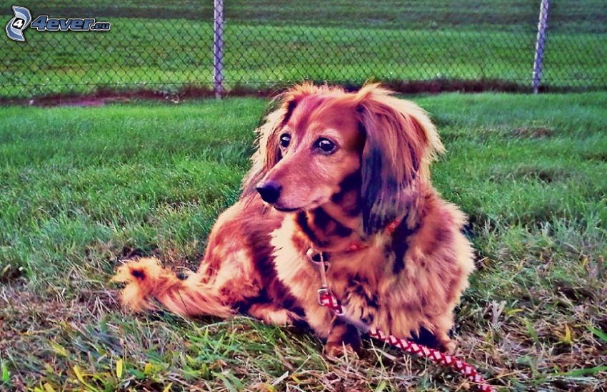 dachshund in the grass, wire fence
