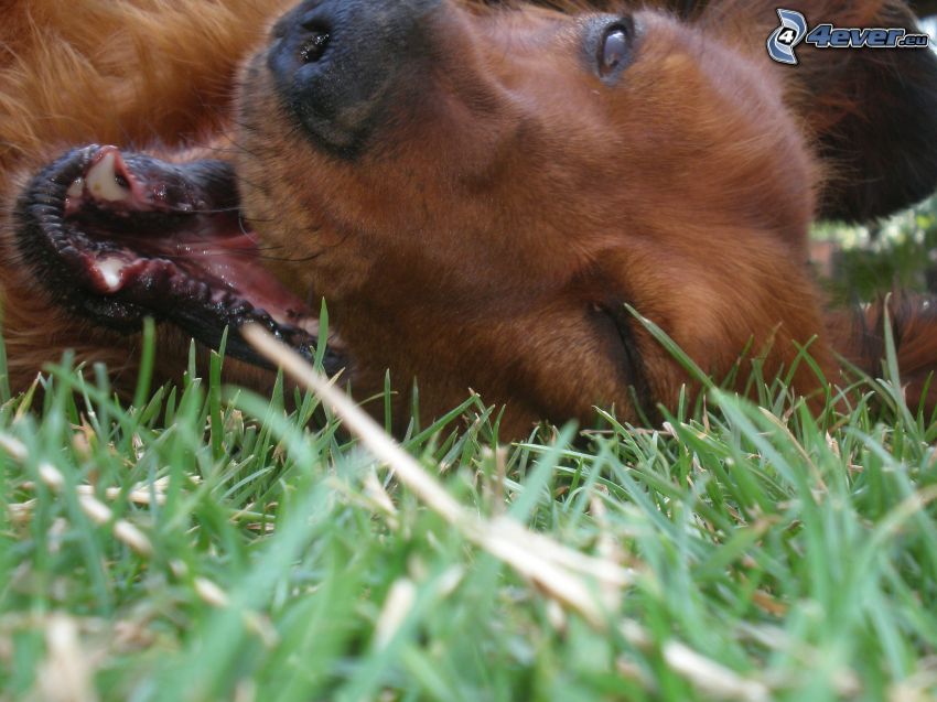 dachshund in the grass
