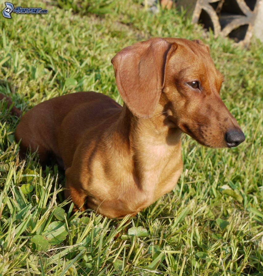 dachshund in the grass