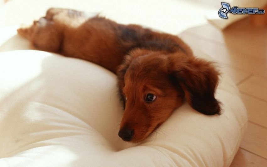 dachshund on the bed, dog look