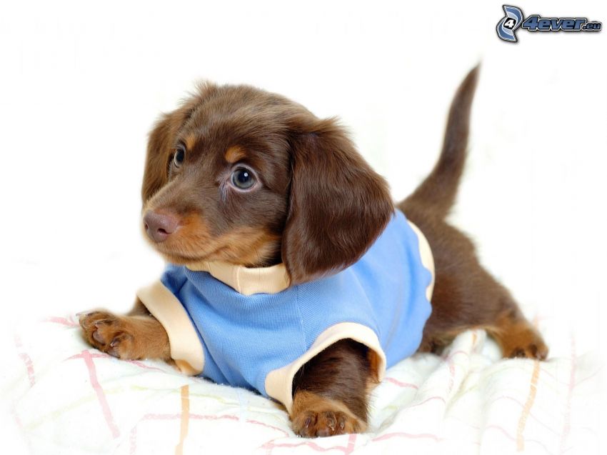 dachshund on the bed, dressed dog