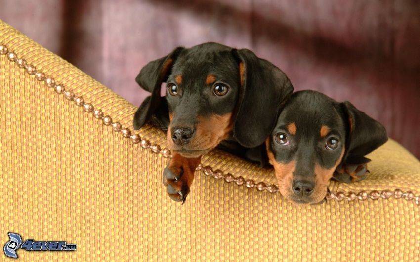dachshund puppies, small black dachshund, dachshund on the couch