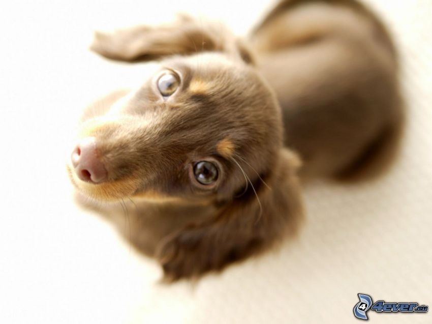 dachshund puppy, dog look