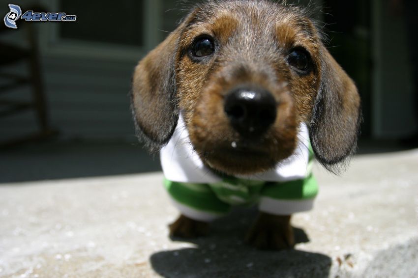 dachshund puppy, dressed dachshund, snout