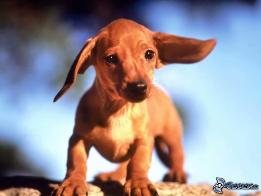 dachshund puppy, ears