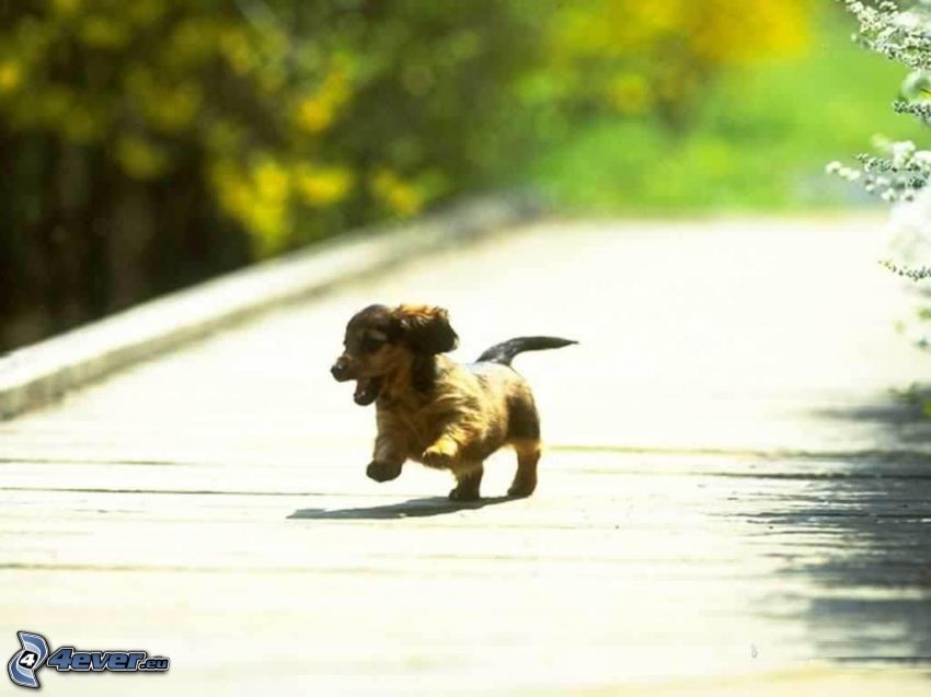 dachshund puppy, spring
