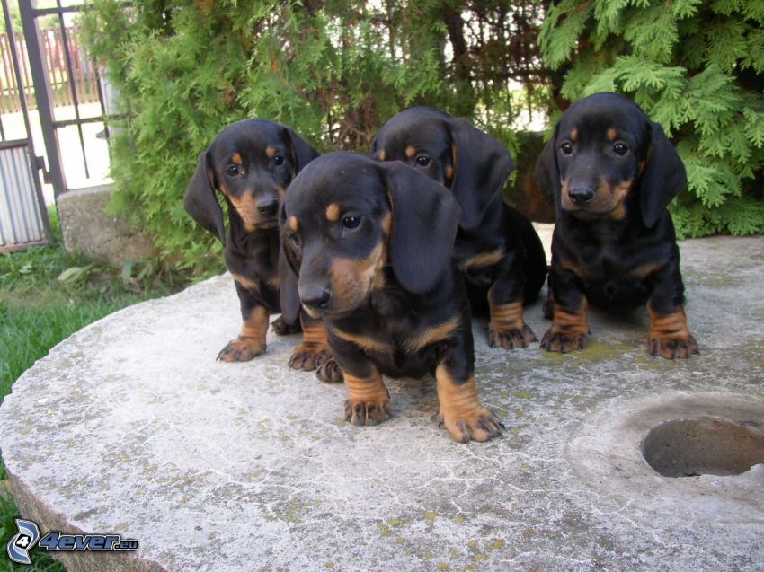 dachshunds, puppies