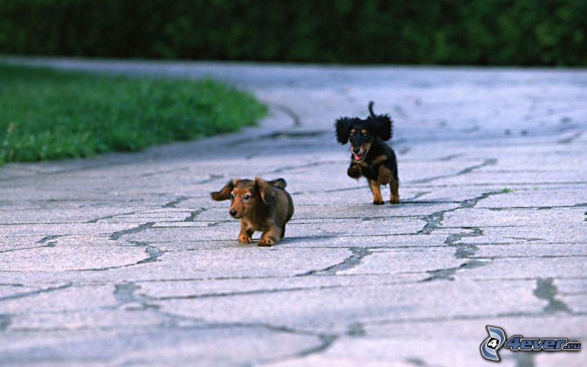 dachshunds, running, sidewalk