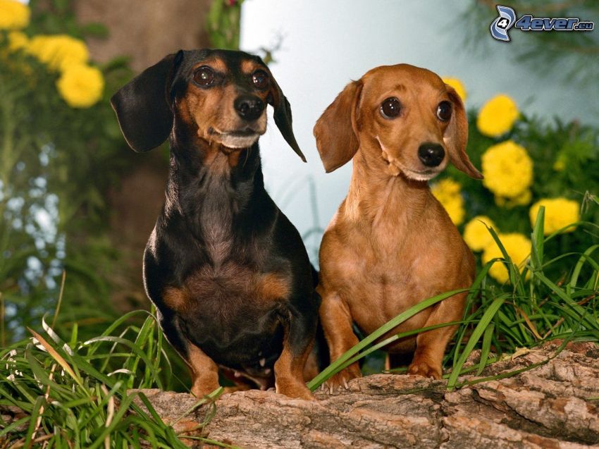 dachshunds in the grass