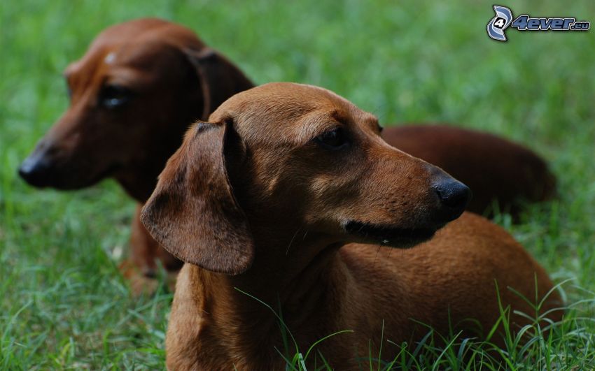 dachshunds in the grass