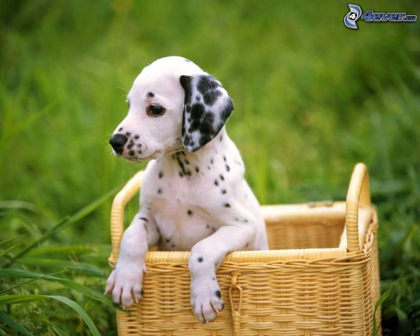 dalmatian, puppy