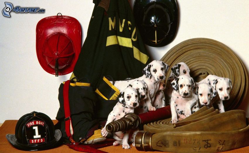 dalmatians, puppies, fire equipment