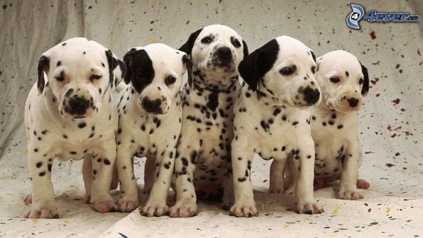 dalmatians, puppies