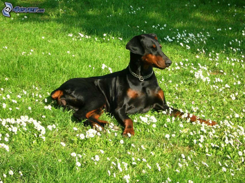 doberman, dog in the grass