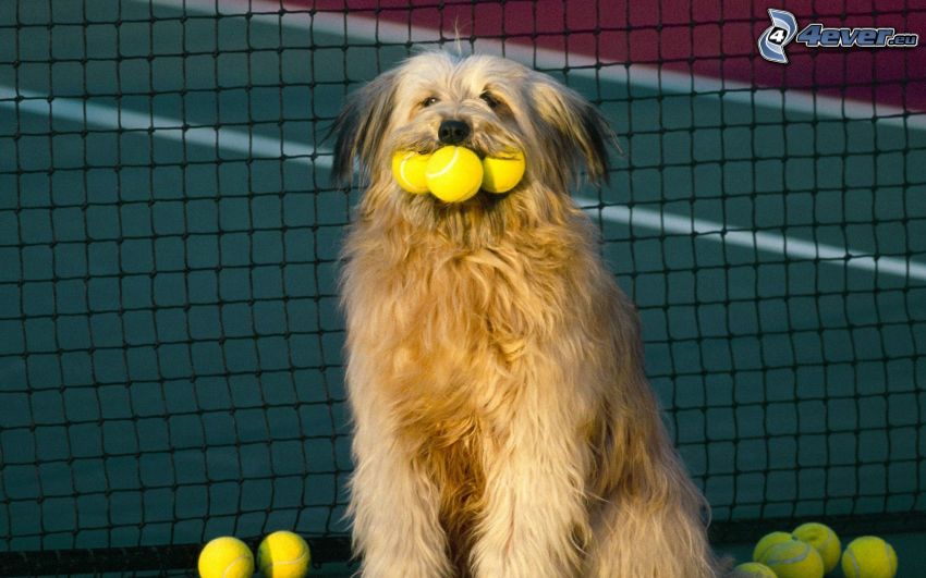 dog, balls, net