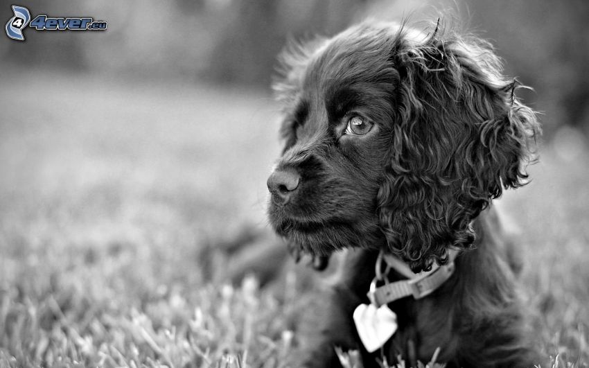 dog, black and white photo