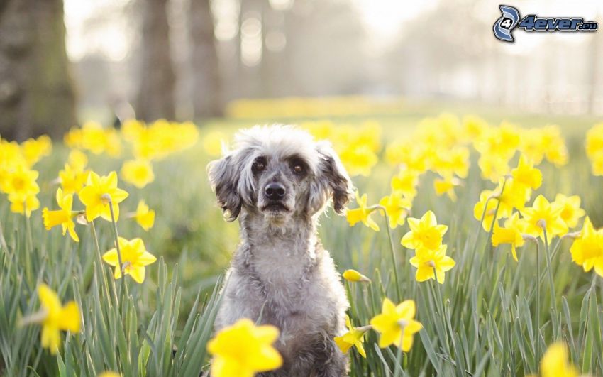 dog, daffodils