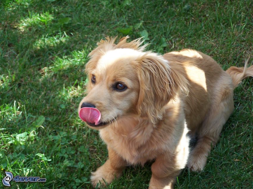 dog, grass, tongue