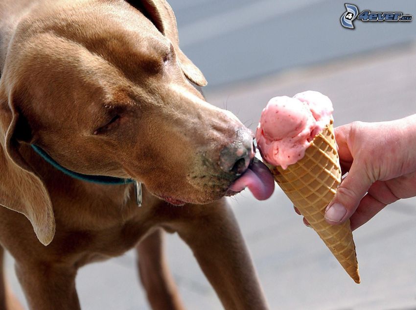 dog, ice cream