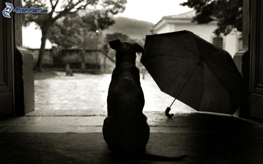 dog, umbrella