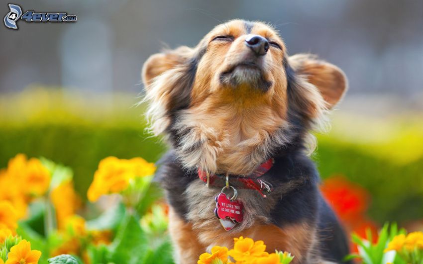 dog, yellow flowers