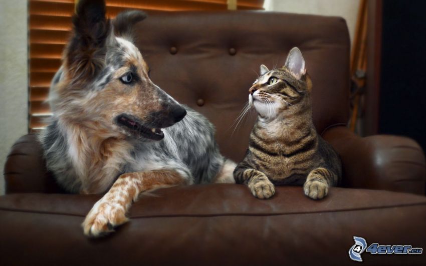 dog and cat, chair