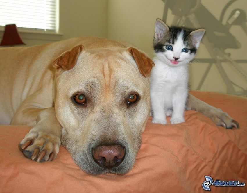 dog and cat, friends