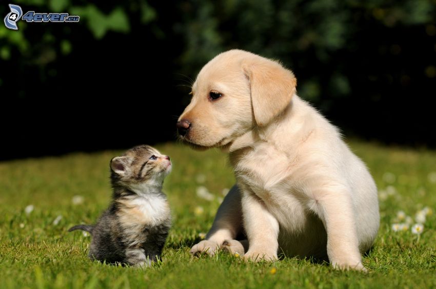 dog and cat, Labrador puppy, kitten