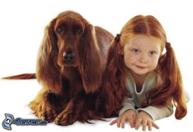 dog and his master, Irish Setter, reddish girl, baby